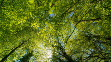 The document said that leaving the loophole open risked 133 million tonnes of unearned carbon credits falling into governments hands